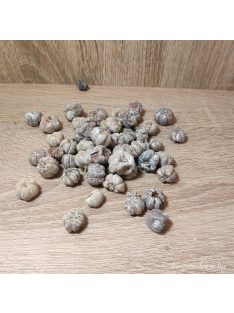 Liliputi tök termés több színben 15gr